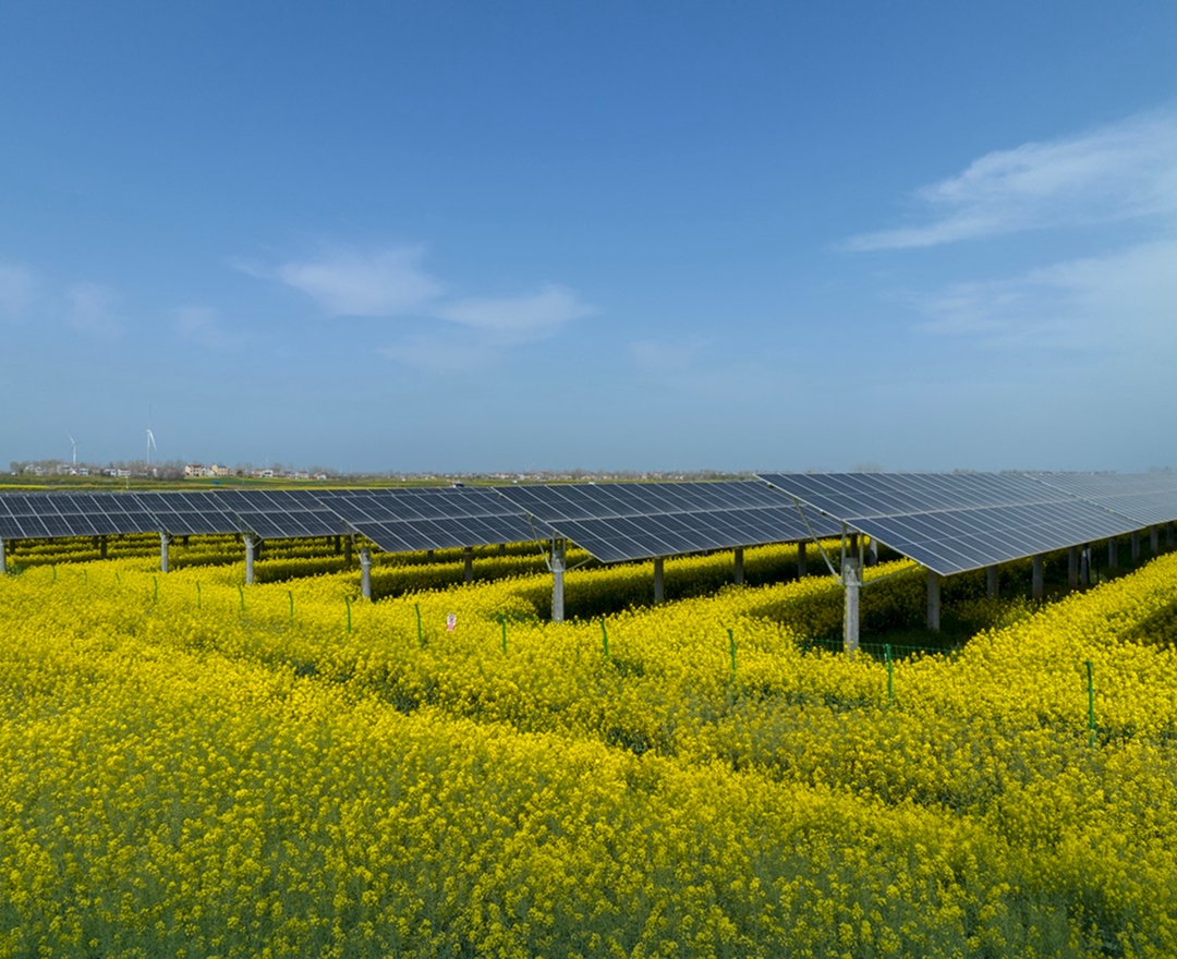 Solar panels installed above blooming rapeseed flowers in an agrivoltaic field under clear blue skies.