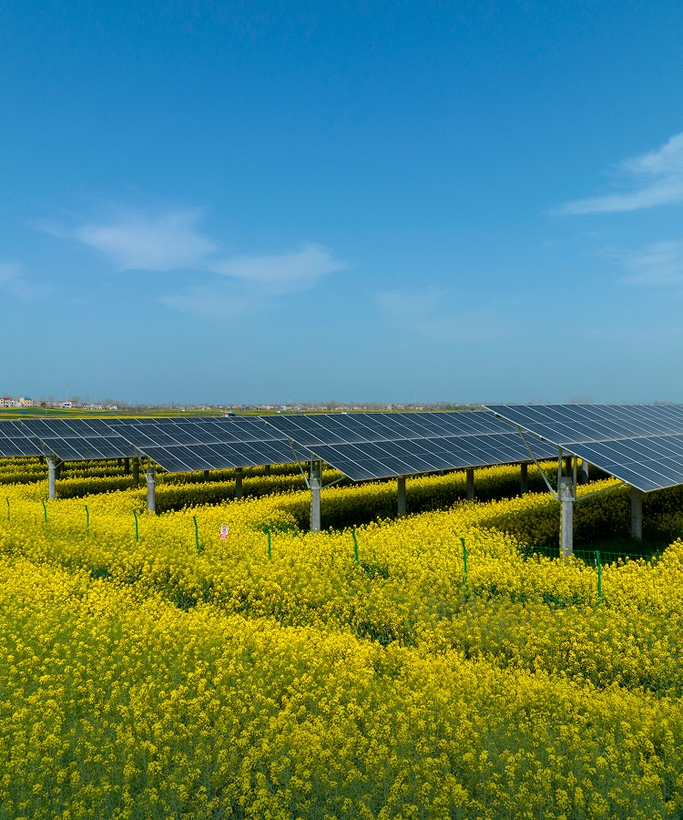 Solar farm integrated with rapeseed flower field under clear blue sky, showcasing agrivoltaic synergy.
